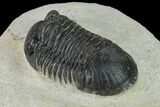 Bargain, Paralejurus Trilobite Fossil - Ofaten, Morocco #154368-3